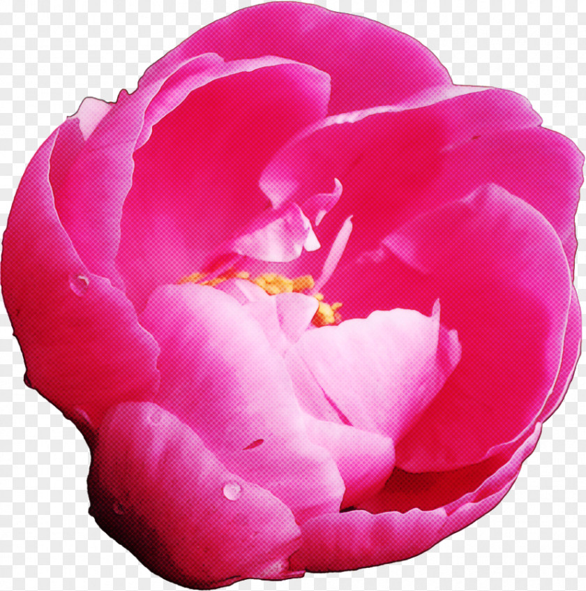 Rose PNG