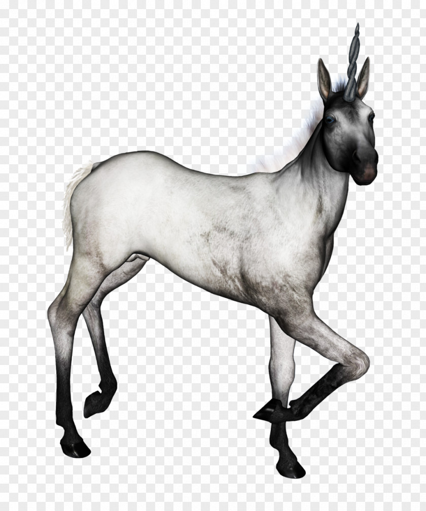 Unicorn Horn Mustang Aeryn Sun Foal Stallion Mare PNG