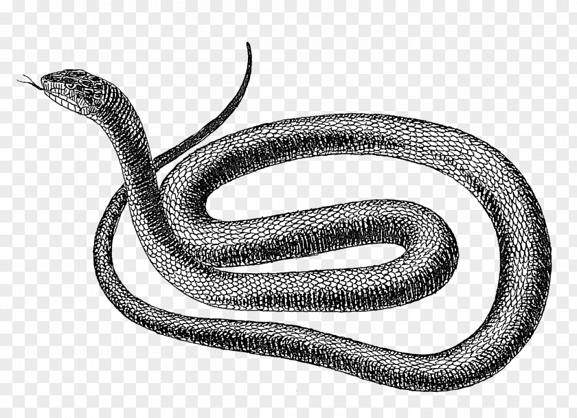 Drawing Snake Vipers Clip Art PNG