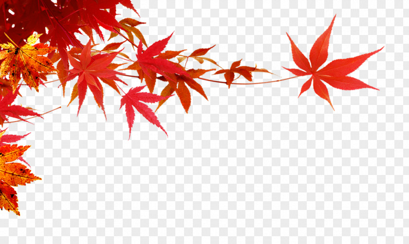 Maple Leaf,Maple Branch Autumn PNG