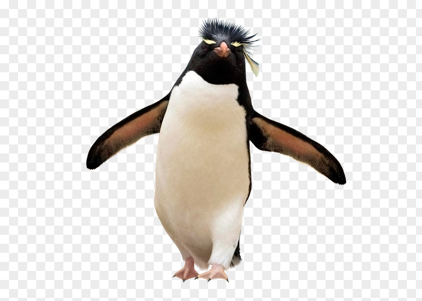 Penguin Southern Rockhopper Falkland Islands Yandex Search PNG