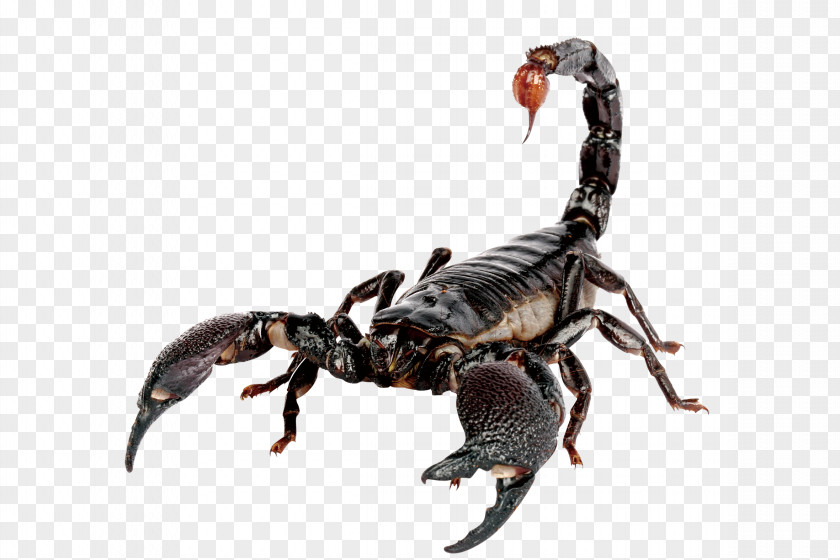Scorpions Emperor Scorpion Sting House PNG