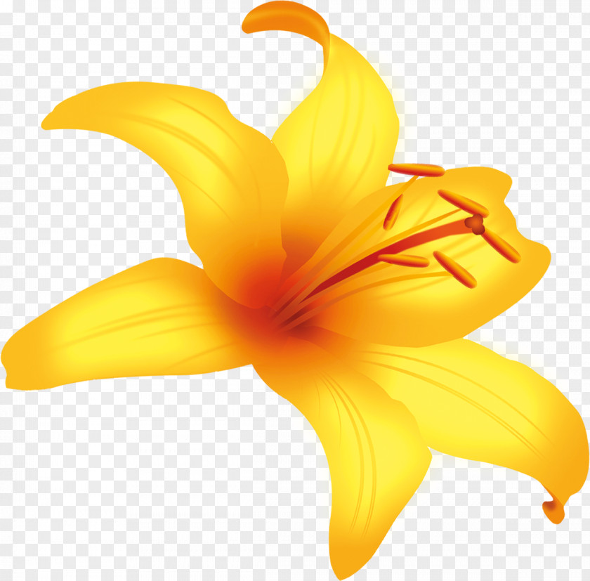 Cut Flowers Plant Stem Daylily Pollen PNG