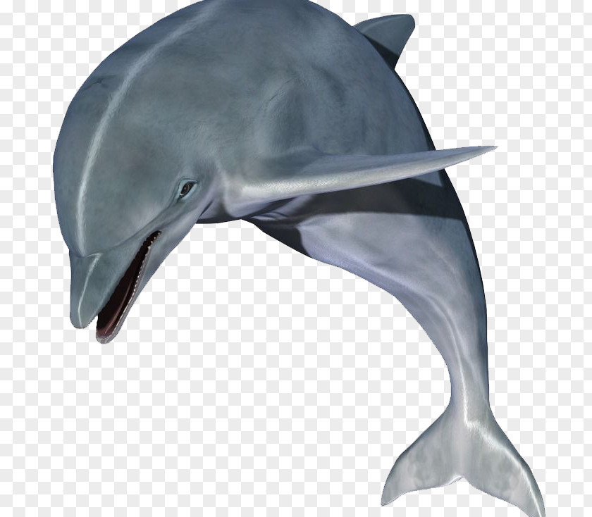 Gray Dolphins Puppy Dolphin Clip Art PNG