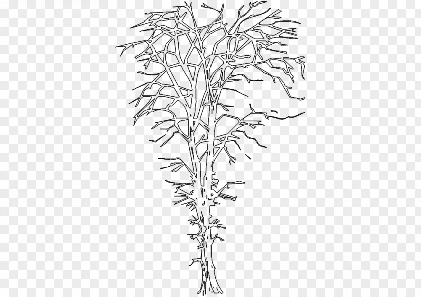 Leaf Twig Line Art Plant Stem White PNG