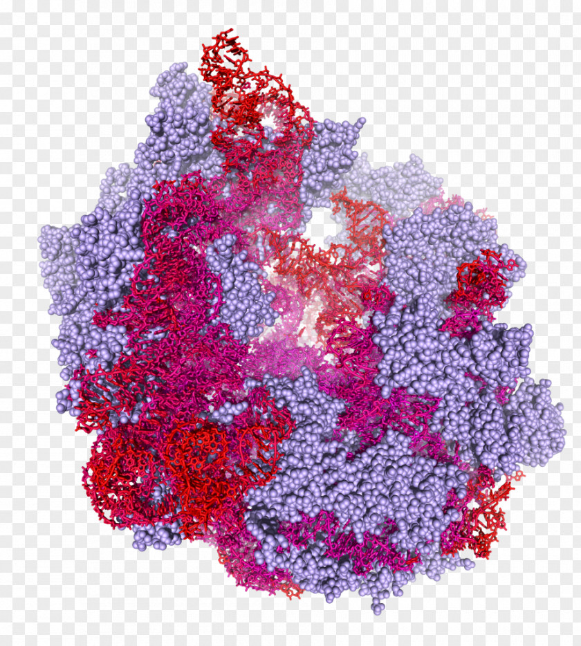 Ribosome Biochemistry Enzyme Protein Molecular Biology PNG