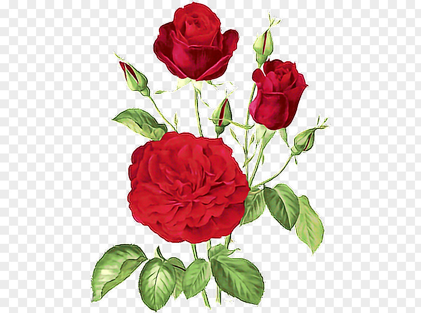 Belle Drawing Rosa Garden Roses Flower Cabbage Rose Floribunda PNG