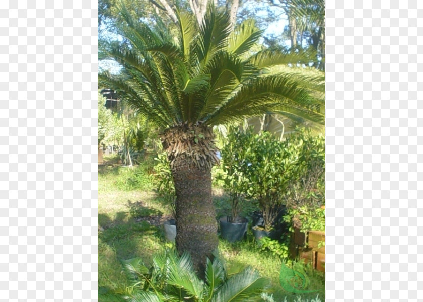 Date Palm Babassu Plant Community Vegetation Oil Palms Vascular PNG