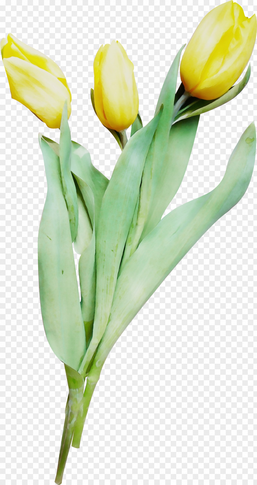 Flower Tulip Yellow Plant Cut Flowers PNG