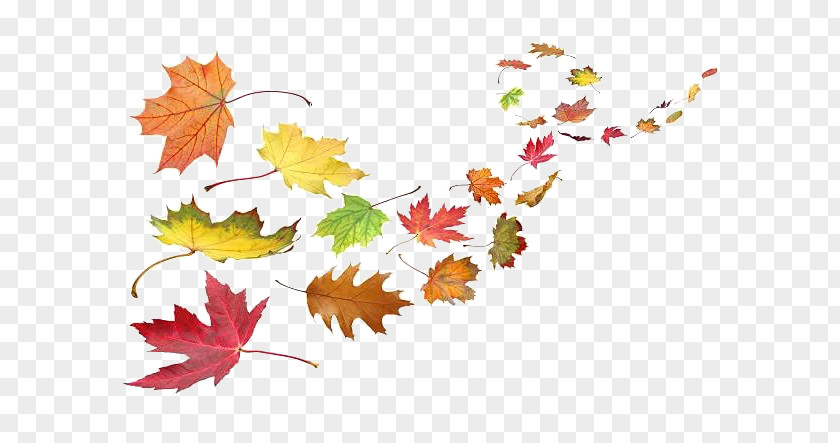 Leaf Autumn Color Wind Clip Art PNG