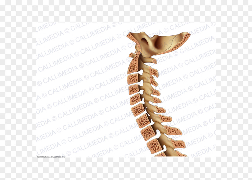 Vertebral Column Rachis Bone Neck PNG