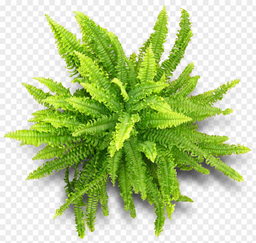 Chinoiserie Vascular Plant Fern Herbalism PNG