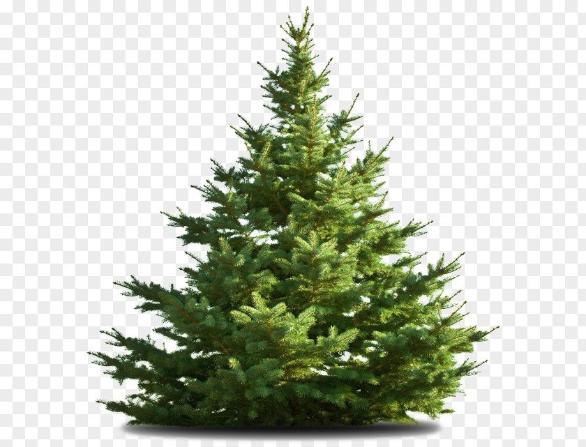 Christmas Tree Nordmann Fir Deodar Cedar PNG