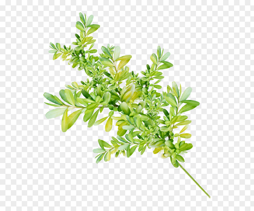 Flower Plant Leaves Stem Clip Art PNG