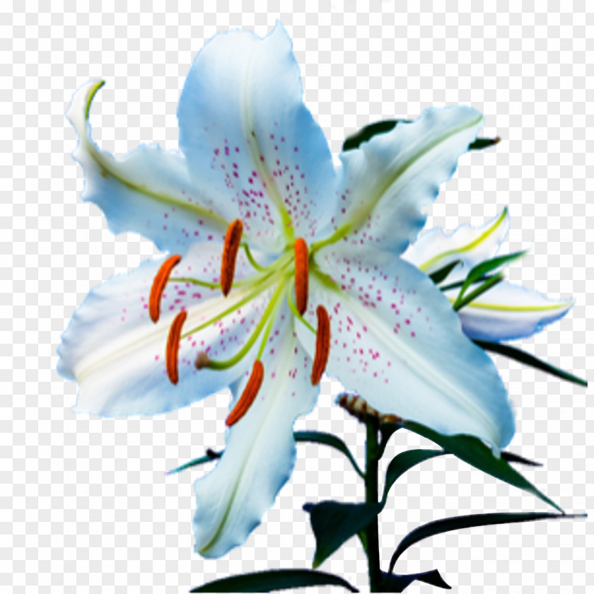Flower Tiger Lily 'Stargazer' Cross-stitch Daylily PNG