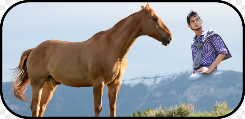 Stallion American Paint Horse Friesian Equestrian PNG