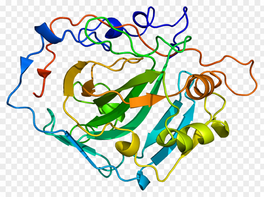 Carbonic Anhydrase CA1 Deoxyribozyme Enzyme Protein PNG