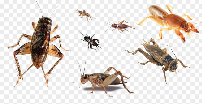 Cricket Animals Animal Honey Bee PNG