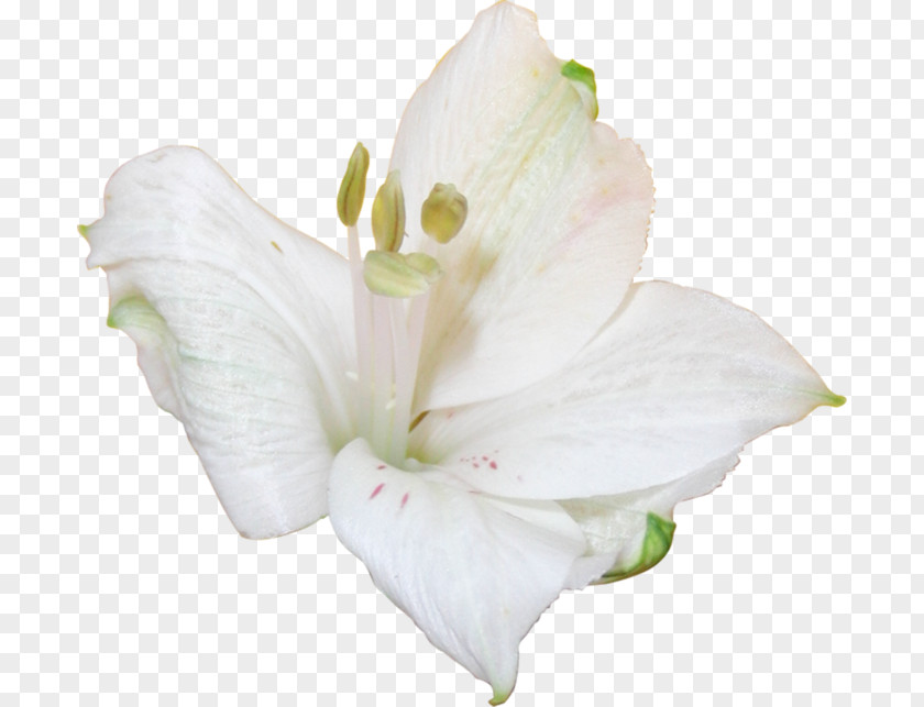 Jersey Lily Iris Family Mallows Belladonna PNG