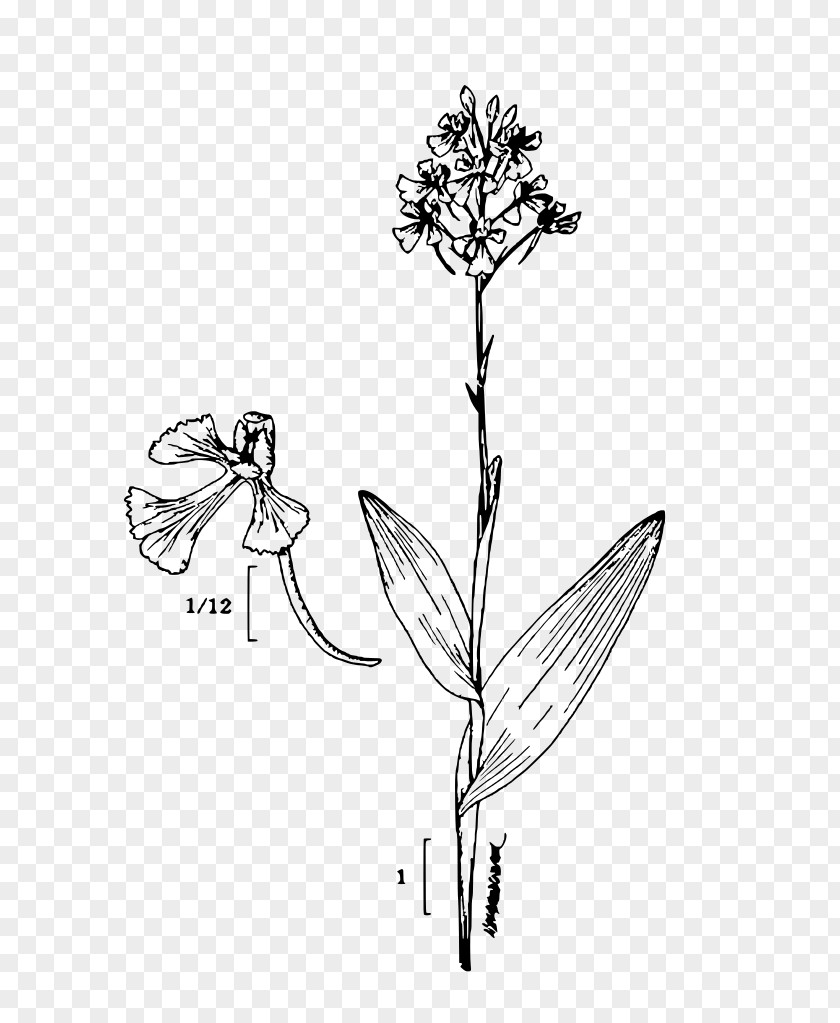 Plant Platanthera Peramoena Sketch PNG