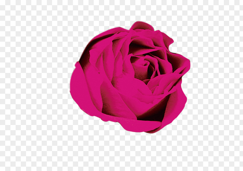 Rose Flower Download PNG