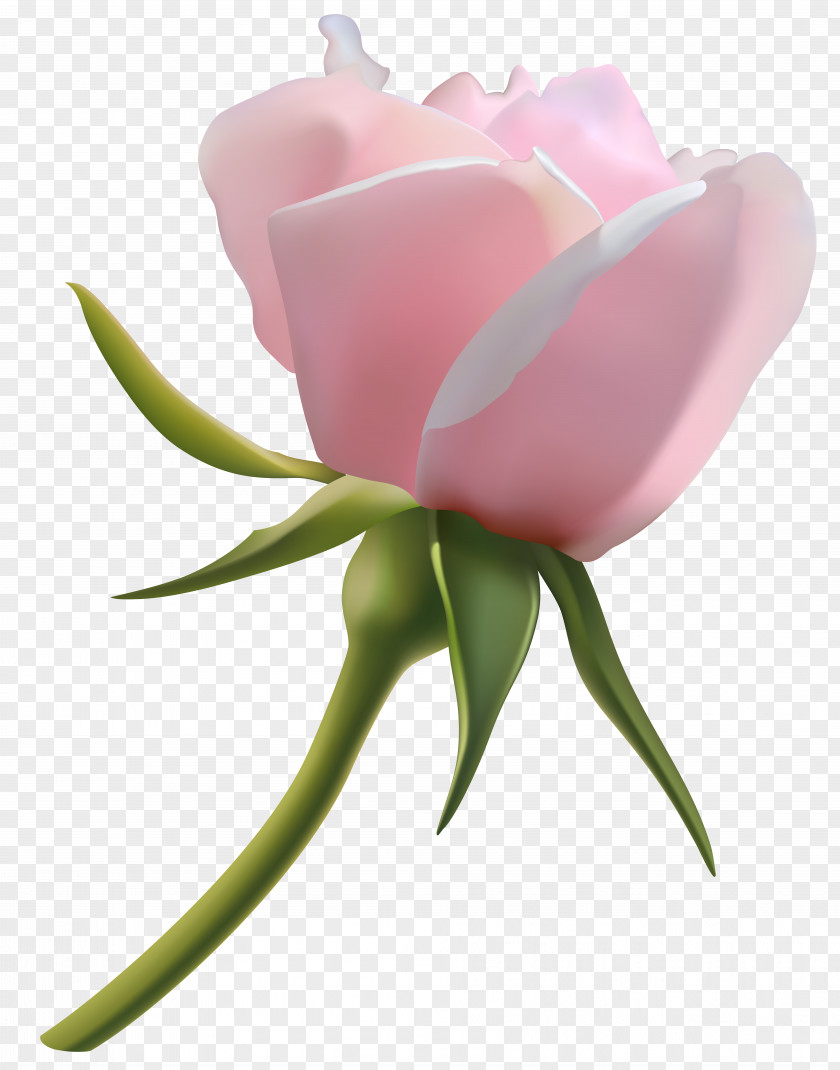 Beautiful Pink Rose Bud Clipart Image Clip Art PNG
