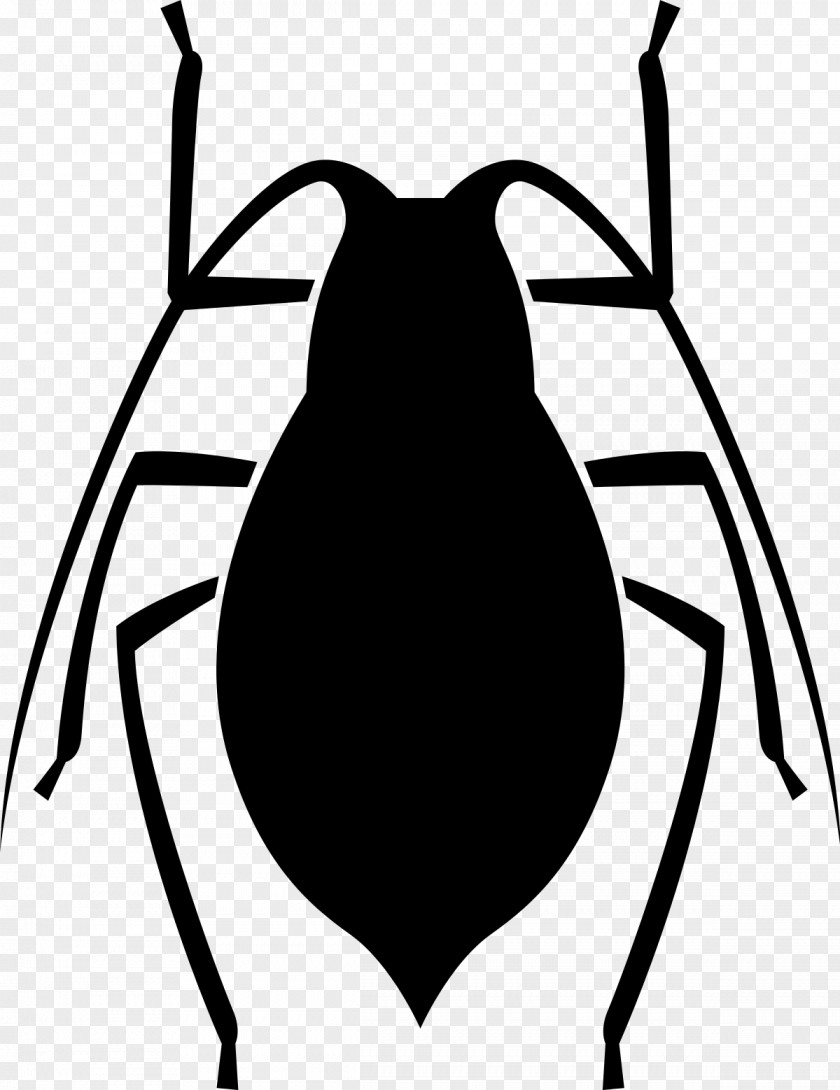 Bugs Insect PNG