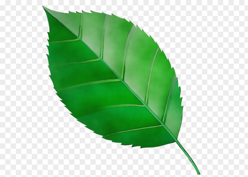 Feather Plant Banana Leaf PNG