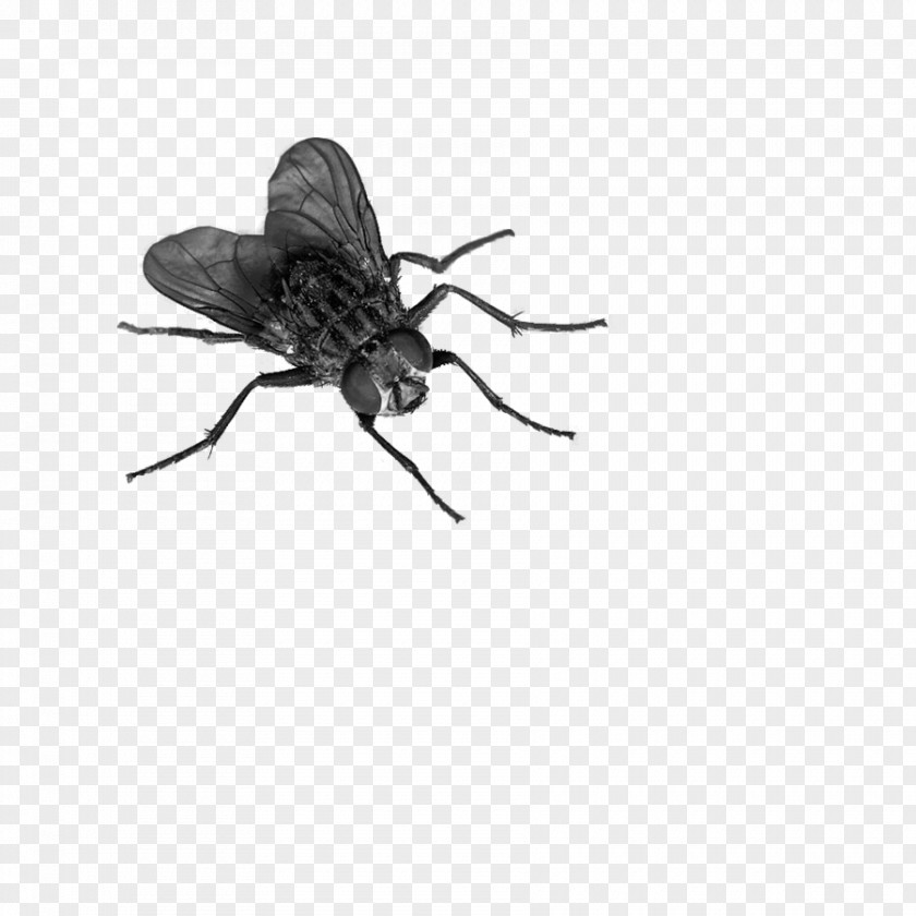 Insect Fly Clip Art PNG