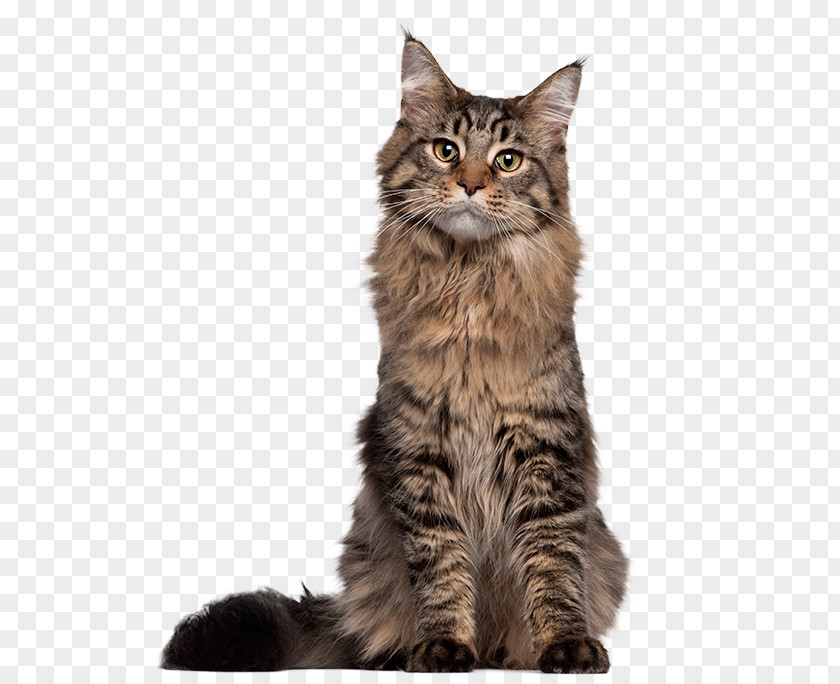 Kitten Maine Coon Siamese Cat Thai Egyptian Mau PNG