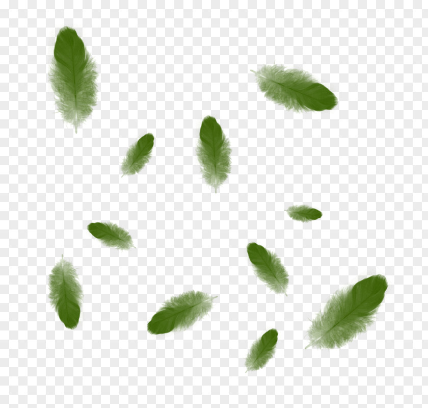 Leaf Green Color Clip Art PNG