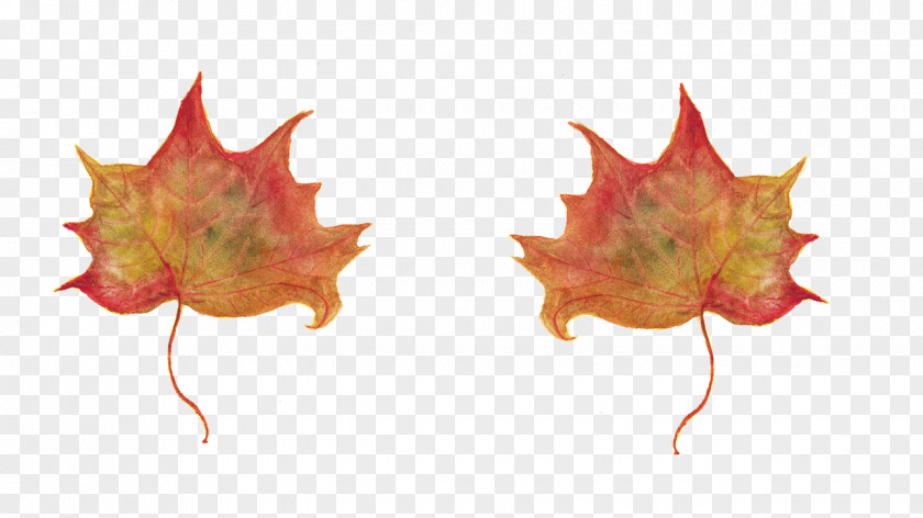 Maple Leaf In Un Qualsiasi Mattino Di Settembre Wisdom Suffering PNG