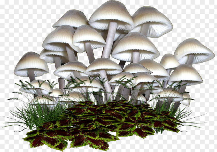 Mushroom Oyster Fungus Boletus Edulis Clip Art PNG