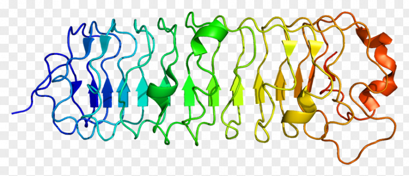 Parn Decorin Protein Epidermal Growth Factor Receptor Proteoglycan Biglycan PNG