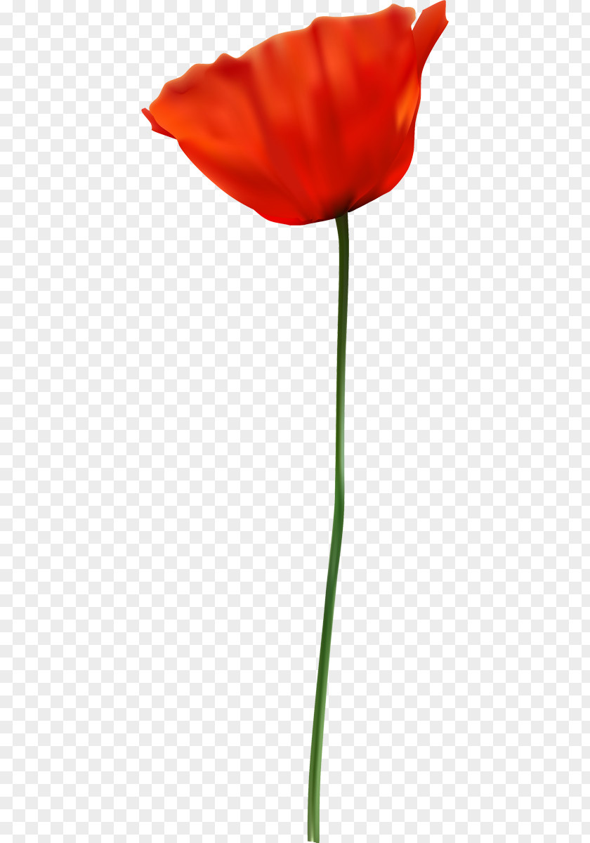 Poppies Common Poppy Opium Flower Image PNG