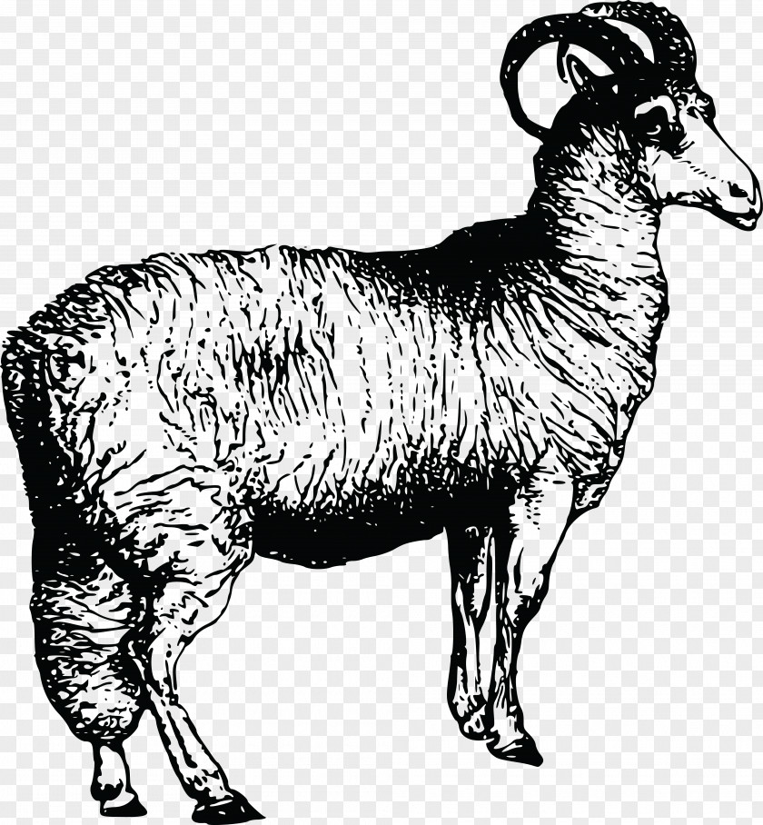 Sheep Vector Argali Welsh Mountain Leicester Longwool Clip Art PNG