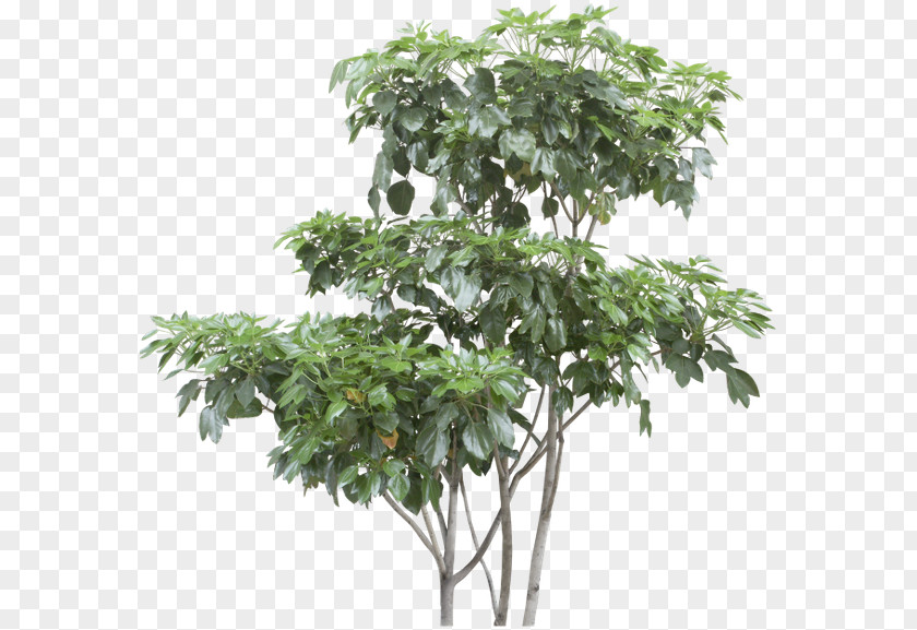 Tree Out-Tree PNG