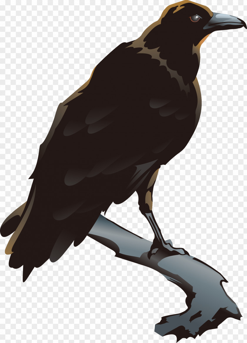 Vector Crow American Bird Clip Art PNG