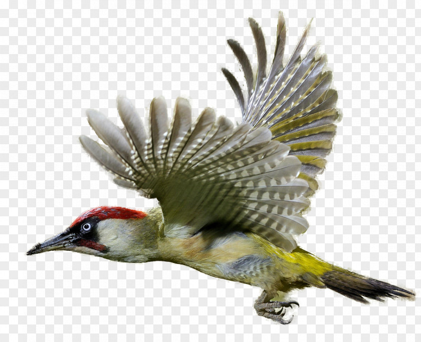 Woodpecker Image Clip Art PNG