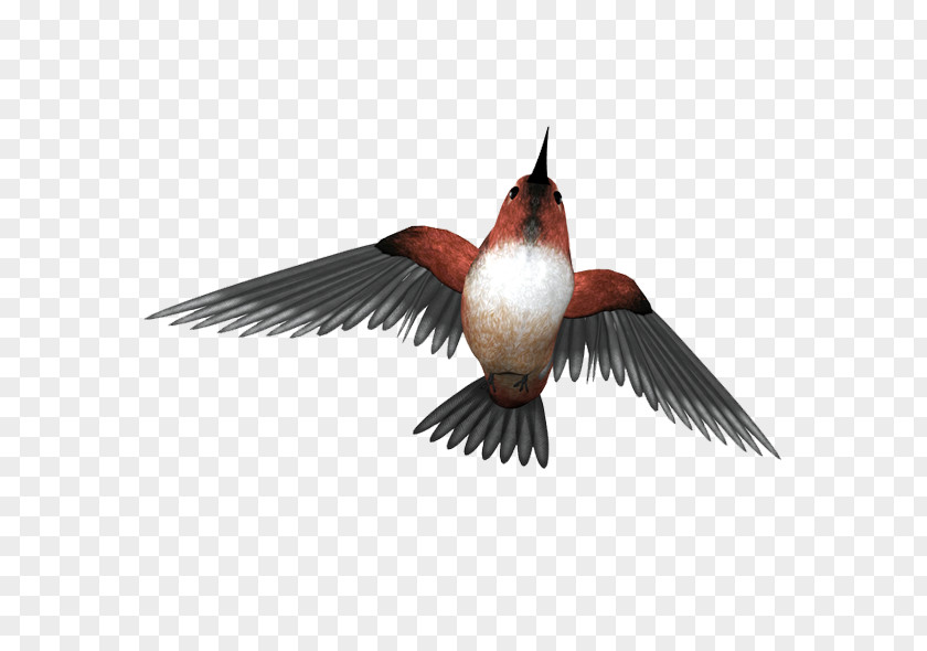 Bird Hummingbird Ink PNG