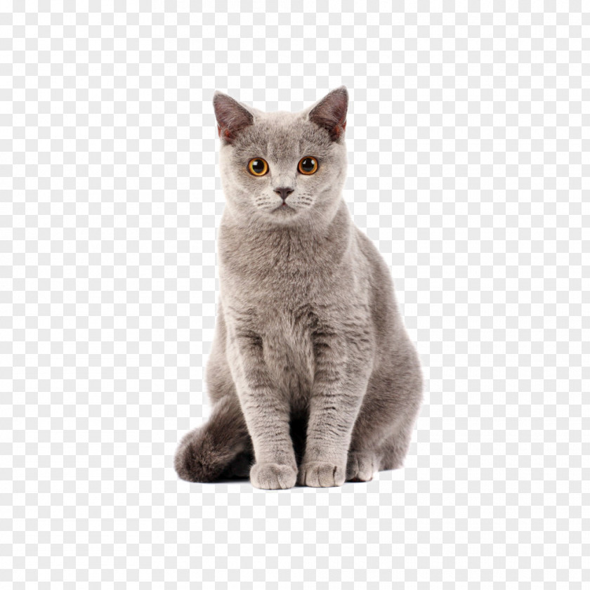 Cat British Shorthair Kitten Dog–cat Relationship Food PNG