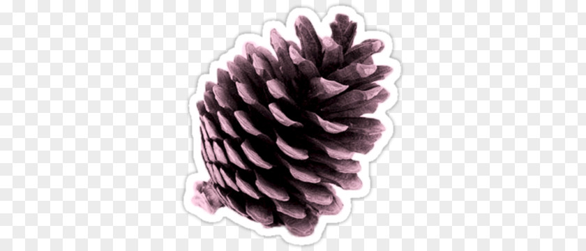 Conifer Cone Pine Desktop Wallpaper Tree PNG