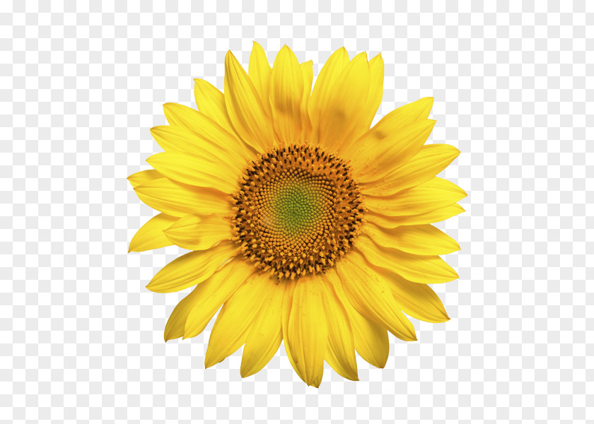 Flower Common Sunflower Seed Daisy Family Oil PNG