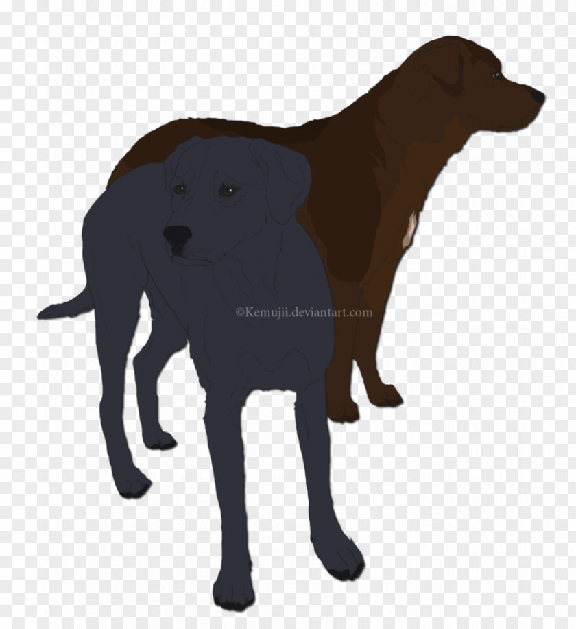 Labrador Dog Retriever Flat-Coated Breed Snout PNG
