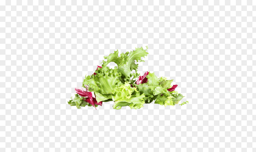 Arancia Di Ribera Lettuce Desktop Wallpaper Cichorium Endivia Salad PNG