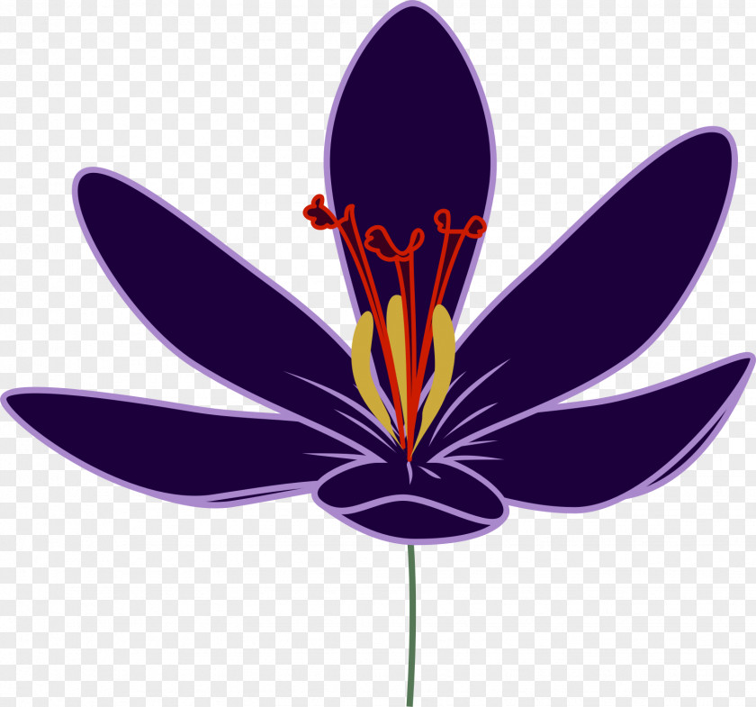 Crocus Transparent Saffron Flower Flavus Clip Art PNG