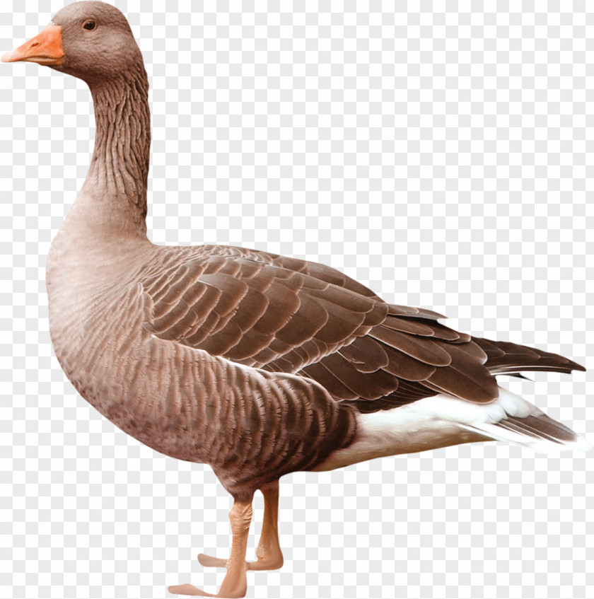 Duckling Greylag Goose Duck Bird Breed PNG