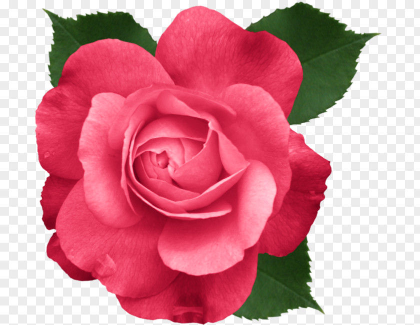 Mother's Day Rose Father's Clip Art PNG