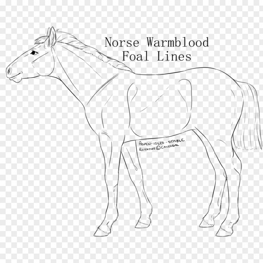 Mustang Mule Bridle Stallion Colt PNG