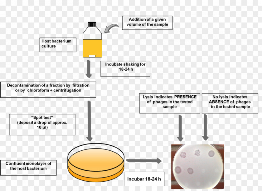 Particle Spot Diagram Bacteriophage Coliphage Phage Therapy Virus PNG